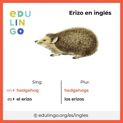 cómo se dice en inglés erizo